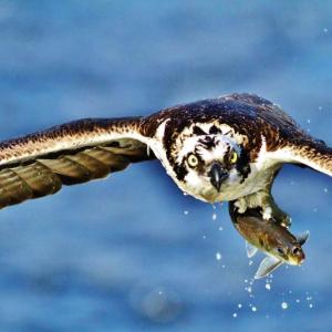 bird flying with fish