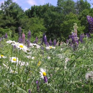 wild flowers