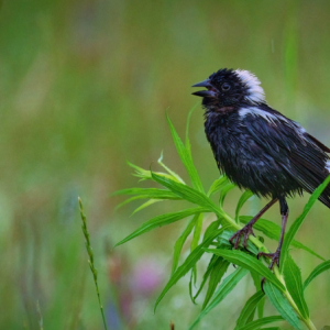 bird on a branch of vegetation