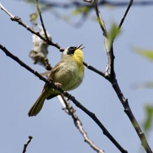 bird in tree