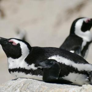 Certain penguin species sleep in four-second micro-naps during incubation so they can remain vigilant against predators. (Pictured: African penguin, photo by Bernard Dupont, courtesy of Wikipedia Commons) 