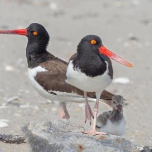 This American oystercatcher pair with chick bred in coastal New York State. The species nested in Maine for the first time in the late 1990s and now are rare to uncommon breeders along much of the Maine coast. Photo by Rhododendrites, courtesy of Wikimedia Commons.