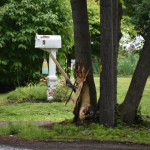 tree damage