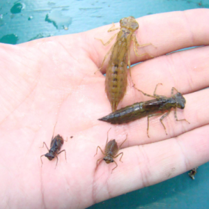 insects crawl on hand