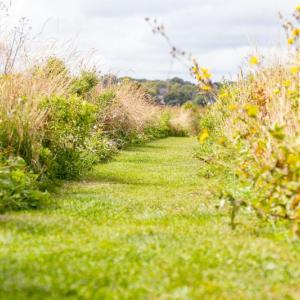 grassy path