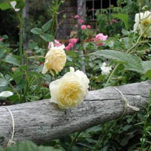 roses against a log fence