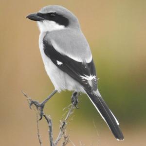 Like its more-common-to-Maine (in winter) northern cousin, the northern shrike, the loggerhead shrike captures small mammals and insects (and occasionally small birds) and often impales them on thorns and twigs so it can more easily tear into them for eating. (Photo by Jeffrey Gammon courtesy of Wikimedia Commons.)