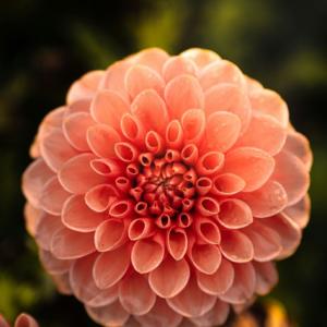 Revitalization in Bloom July 16 Camden Garden Tour