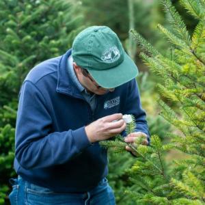 inspecting Christmas tree