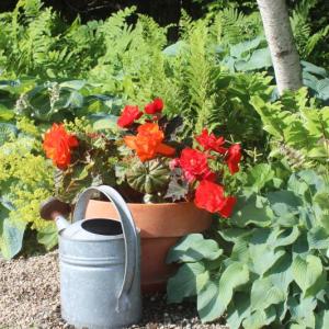 potted plant, watering can