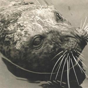 Andre the seal