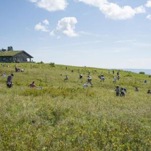 people picking blueberries in a field