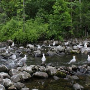 Gulls gather on rocks