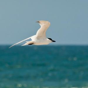 A gull-billed tern is one of at least three rare terns that have been seen in Maine over the past few weeks. One bird has been observed and photographed in the Popham Beach and Seawall Beach area. Photo by USFWS, courtesy of Wikimedia Commons.