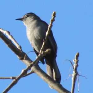 Approximately half of the world's birds are named according to one of their physical features such as their color. The gray catbird is one of them. Photo courtesy of Jeff Wells. 