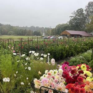 (Photo courtesy Dooryard Farm)