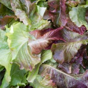up-close of lettuce
