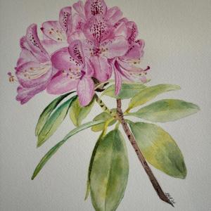 painting of rhododendrons