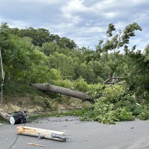 On Main Street in Rockport, a large tree fell across the road, cutting power to hundreds of Central Maine Power customers in Rockport. (Photo courtesy Karin Lockwood)