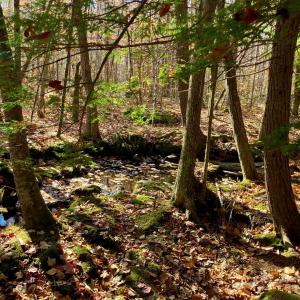 forest stream