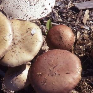 Greg Marley will lead an outdoor presentation on Foraging Edible and Medicinal Mushrooms at Merryspring Nature Center on Saturday, August 15 from 9:00 a.m. to 3:00 p.m.