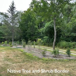 trees and shrubs