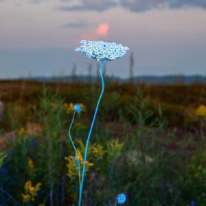 blue flower