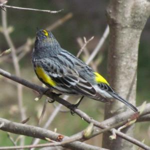 Given that the informal name many birders use for this bird is the "butterbutt," it's no surprise that its formal English name is the yellow-rumped warbler. Photo courtesy of Jeff Wells.