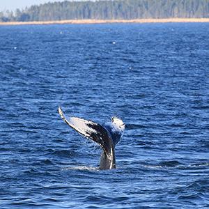 whale tail above ocean surface