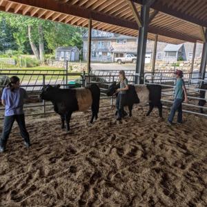 teens walking cows