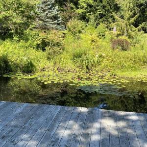 dock and pond