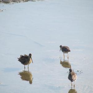 The authors saw a few short-billed dowitchers (left in photo) - note the very long bill - among the yellowlegs recently in Yarmouth.  Courtesy of Jeff Wells