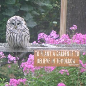 owl and sign