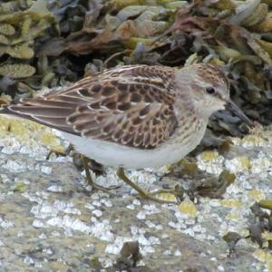 Least sandpipers are tiniest of North America's shorebirds. They are regular migrants across the state in the fall. Courtesy of Jeff Wells