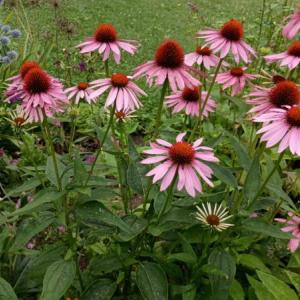 pink flowers