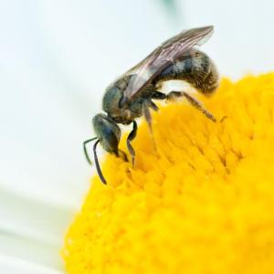 bee on flower