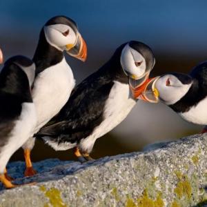 puffins on large rock