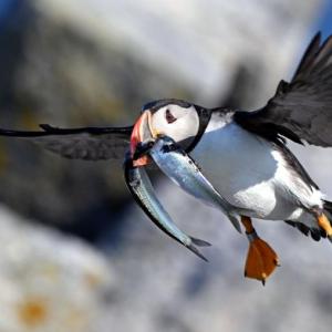 puffin flying through air 