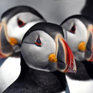 closeup of puffins