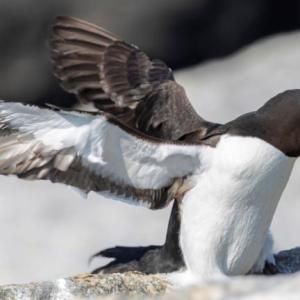 razorbill carrying sand lance