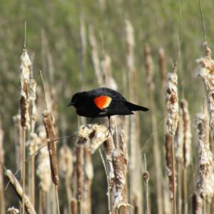 Red-winged blackbirds are among the birds species that are declining in Maine. More than fifty percent of the blackbird family worldwide are showing declines. Photo courtesy of Jeff Wells.