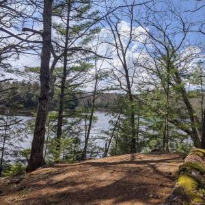 forest trail at overlook