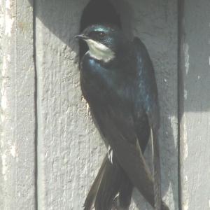 Aerial insectivores like the tree swallow are among the most rapidly declining bird species in Maine. Nearly thirty percent of swallows worldwide are showing declines. Photo courtesy of Jeff Wells.