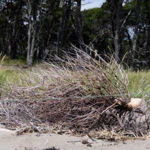 donated pine tree laying in the sand