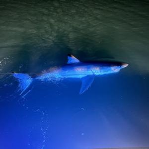 shark in water