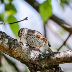 bird on tree limb