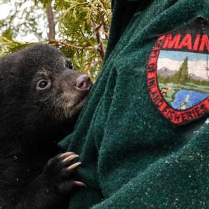 bear cub hanging on to jacket