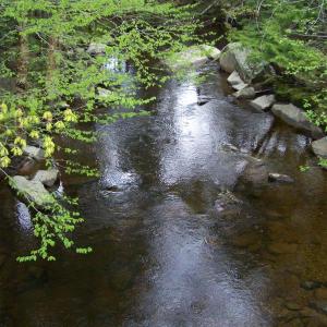 river under branches
