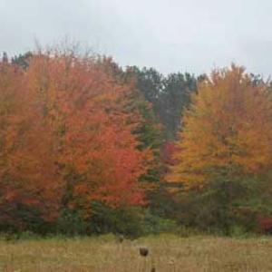 trees