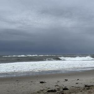 During a visit to see the Nor'easter surf at Biddeford Pool, the authors were delighted to see a flock of sanderlings feeding along the surf's edge. Photo courtesy of Allison Wells.